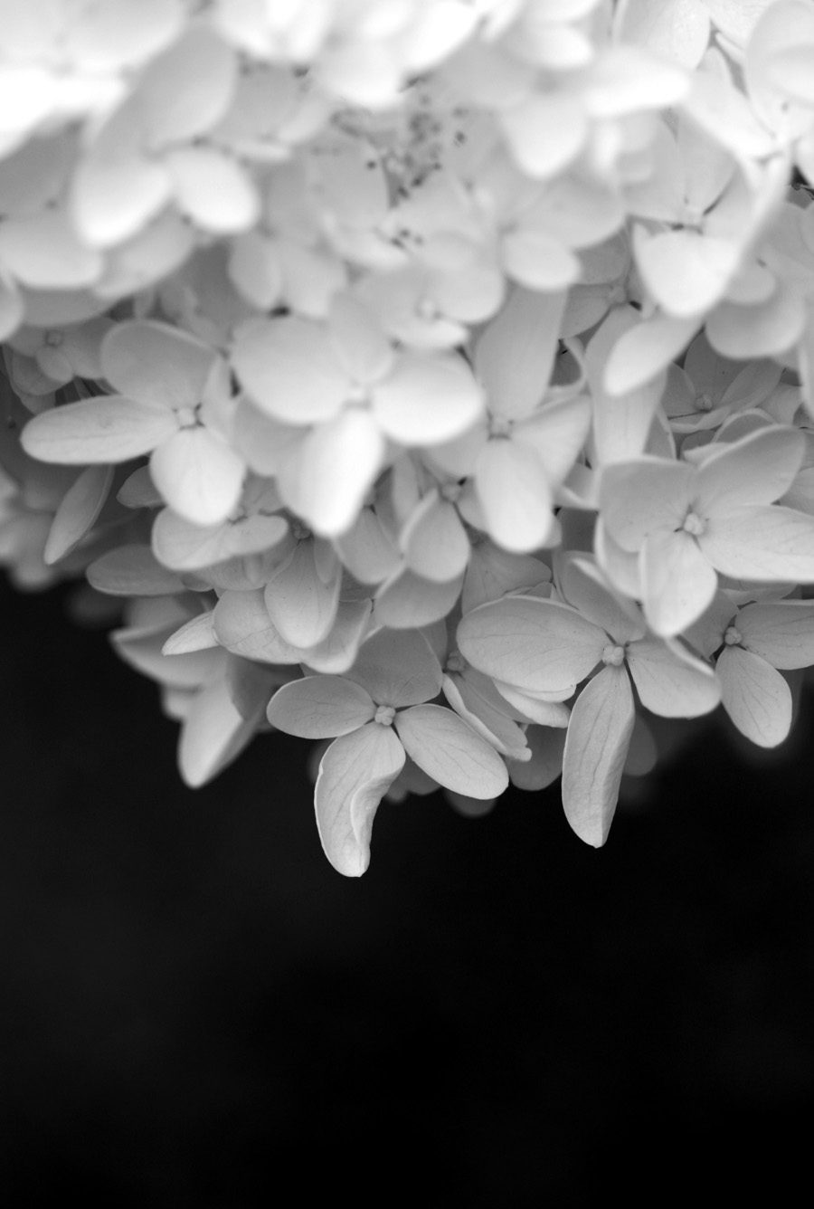hydrangea blossom